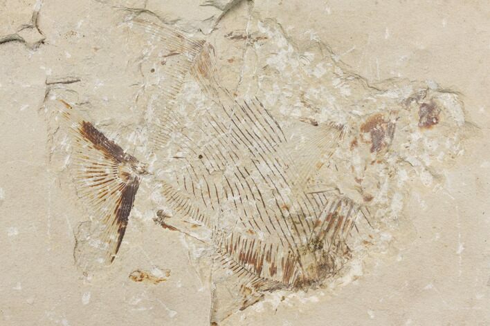Bargain, Cretaceous Fossil Fish (Paleobalistum) - Lebanon #147236